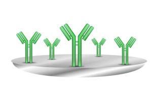 Primary antibodies