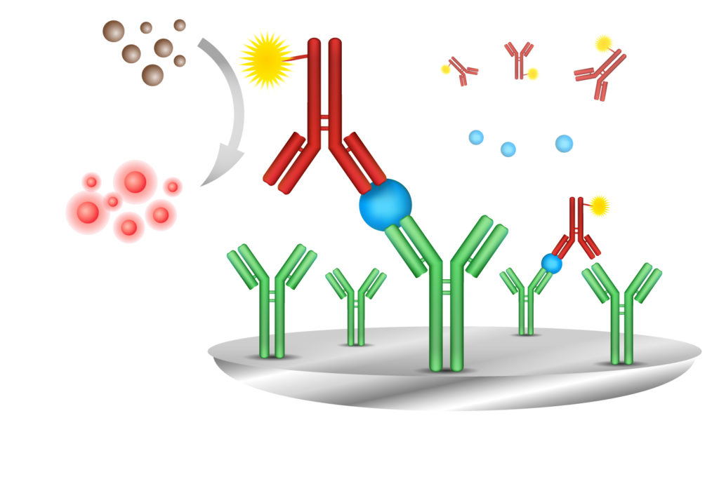 Primary antibodies
